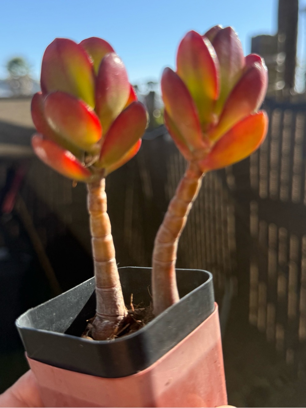 2 Rooted And Planted Jade Plants (in 1 container)